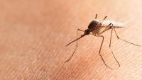 Pernah Kena Malaria, Bisakah Disuntik Vaksin Corona?