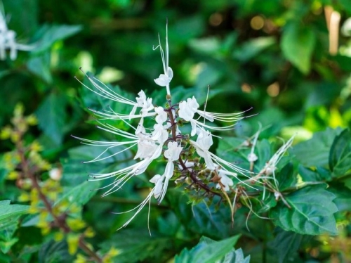 10 Manfaat Kumis Kucing dan Cara Pengolahannya