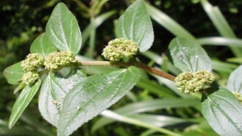 patikan kebo, tanaman gulma