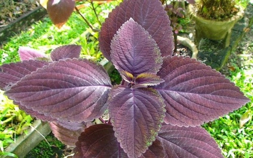 Kecantikan dan kesehatan