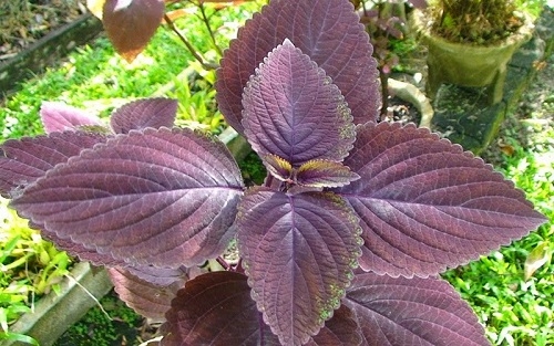 Bunga Ungu Untuk kecantikan dan Kesehatan