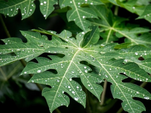 Daun pepaya bisa menjadi obat demam berdarah/Foto: Thinkstock